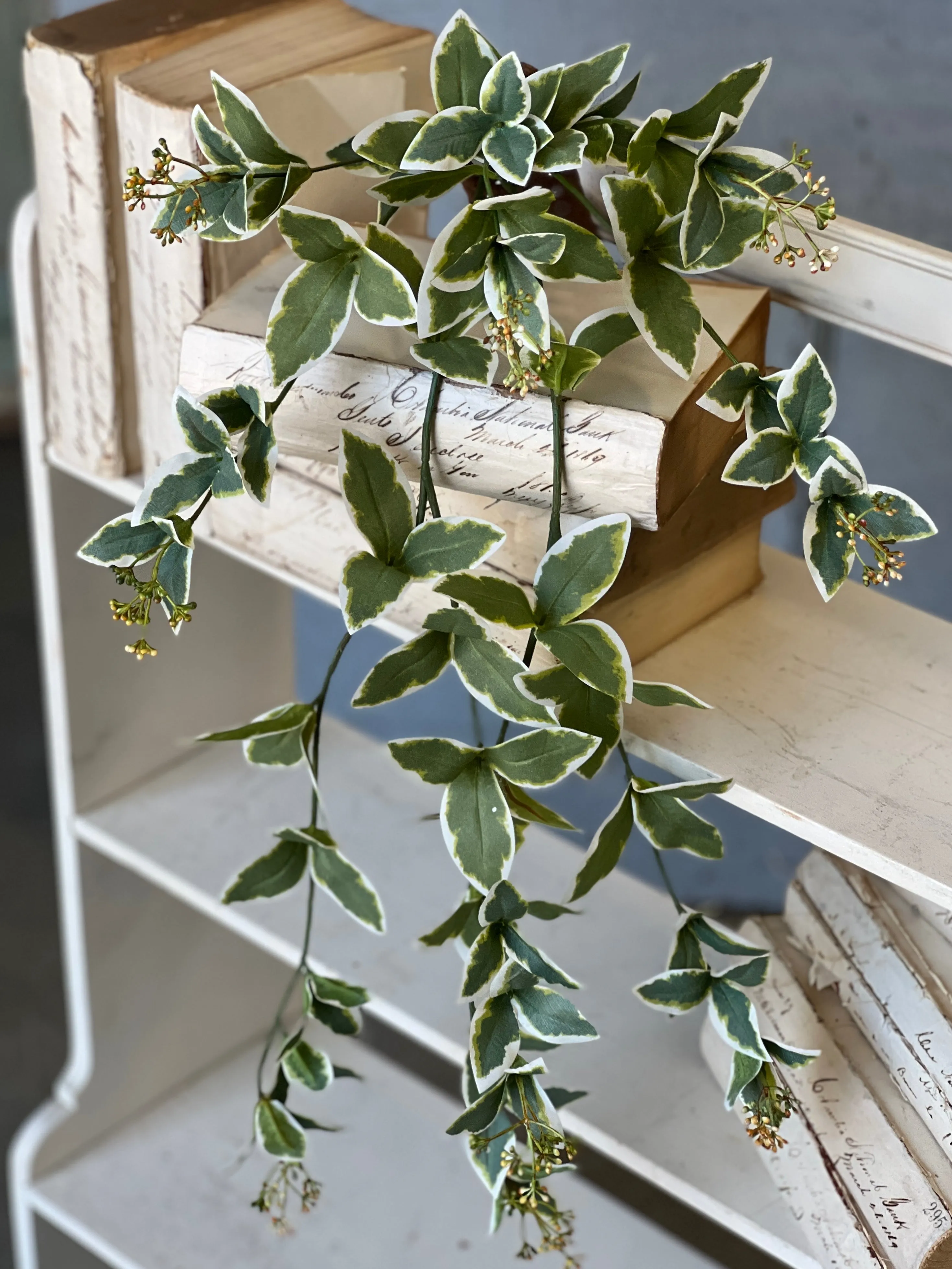 Cupid Vine Hanging | 24" | NOT CURRENTLY IN STOCK-New For Spring 2025!