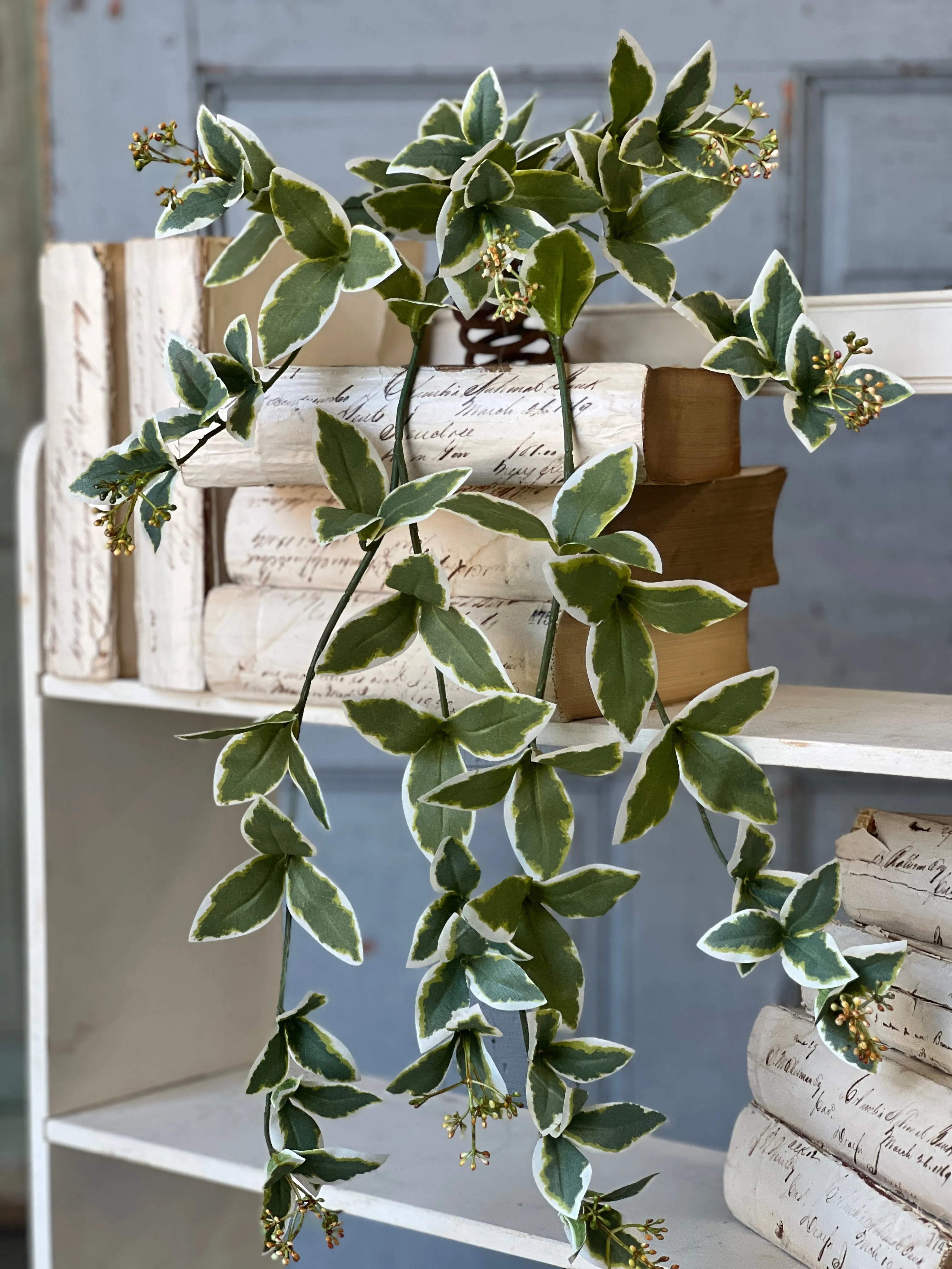 Cupid Vine Hanging | 24" | NOT CURRENTLY IN STOCK-New For Spring 2025!