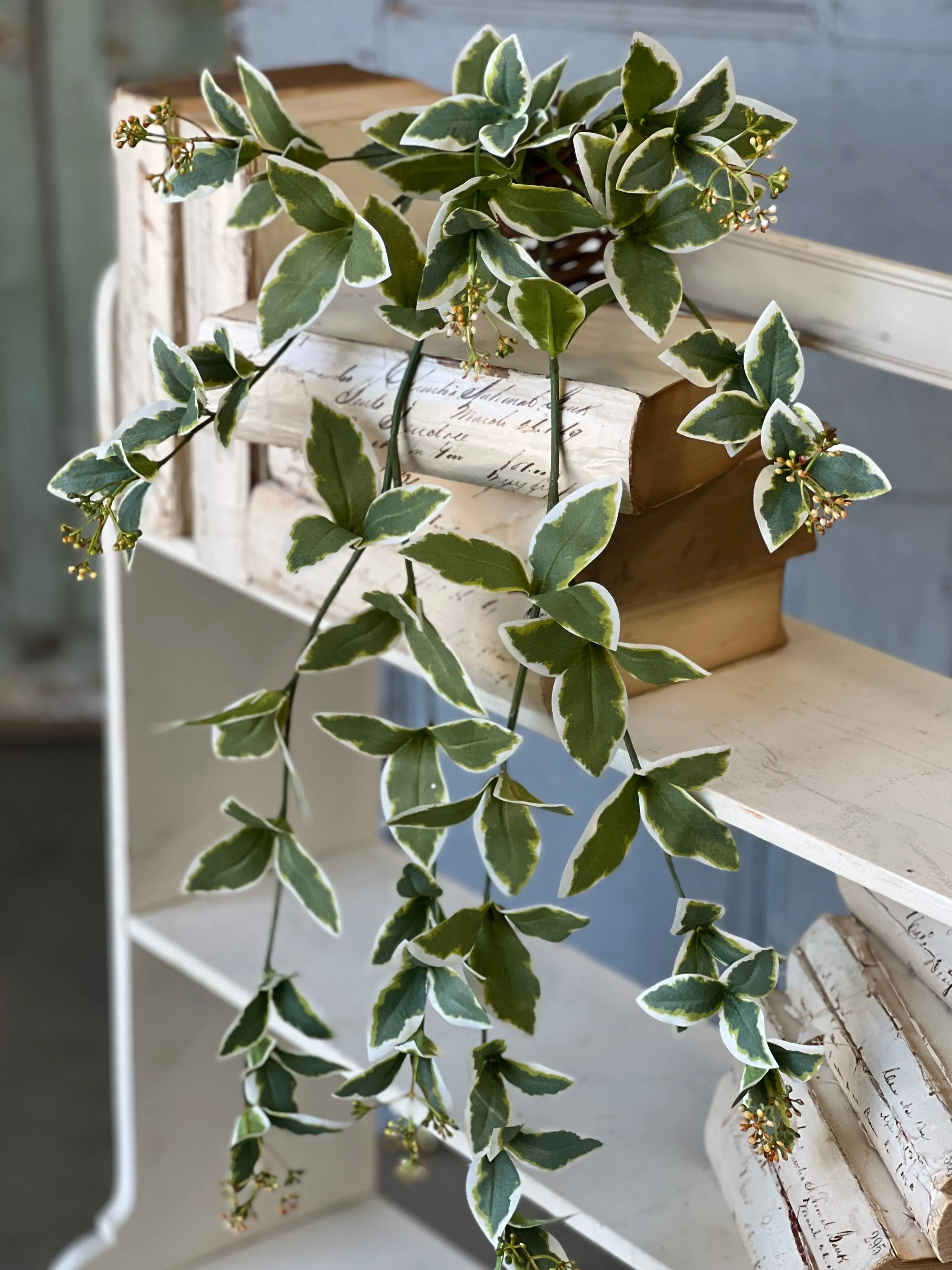 Cupid Vine Hanging | 24" | NOT CURRENTLY IN STOCK-New For Spring 2025!